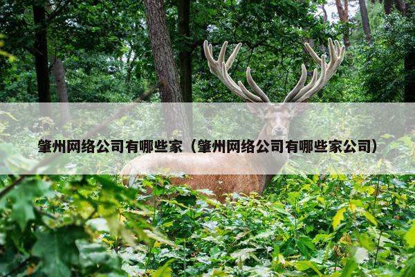 肇州网络公司有哪些家（肇州网络公司有哪些家公司）