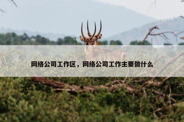 网络公司工作区，网络公司工作主要做什么