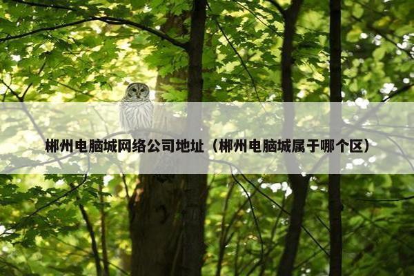 郴州电脑城网络公司地址（郴州电脑城属于哪个区）